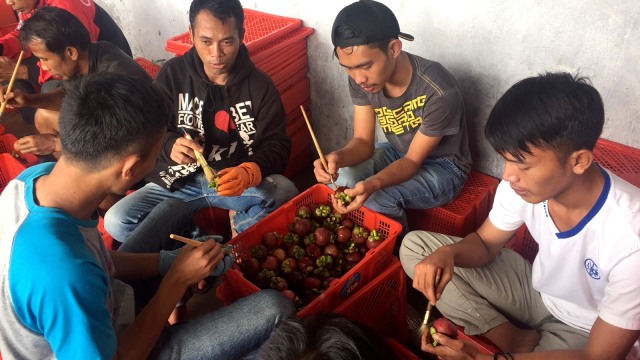 Proses karantina manggis sebelum ekspor ke China. (Foto: Siti Maghfirah/kumparan)
