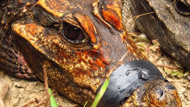 Buaya Oranye (Foto: Abanda Expedition)