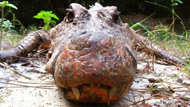 Wajah buaya oranye. (Foto: Abanda Expedition)