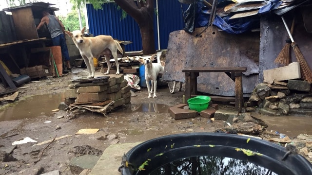 Gubuk Suntoro diguyur hujan (Foto: Mirsan Simamora/kumparan)