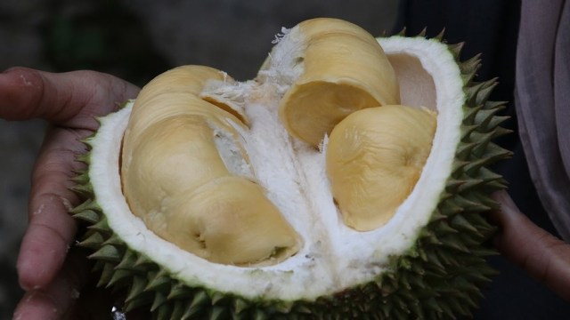 5 Fakta Menarik tentang Durian (Foto: Dok, pixabay)