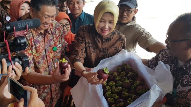 Peluncuran ekspor 16 ton manggis ke China  (Foto:  Siti Maghfirah/kumparan)