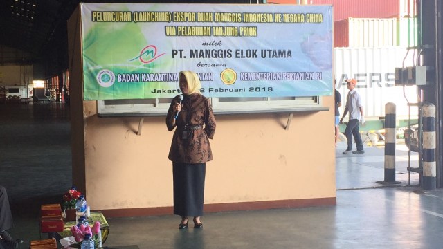 Peluncuran ekspor 16 ton manggis ke China  (Foto:  Siti Maghfirah/kumparan)