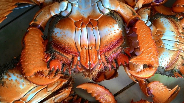 Tusuk Kepiting (Foto: Pixabay)