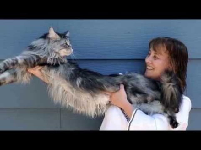 Stewie, Kucing Terpanjang di Dunia (Foto: Youtube/Nollyvines)