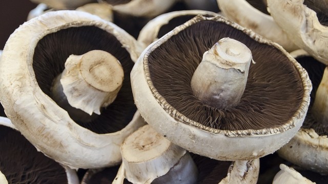 Jamur (Foto: Pixabay)