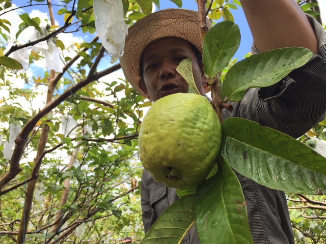 Cerita tentang Budidaya Jambu Getas Merah di Lahan Gambut