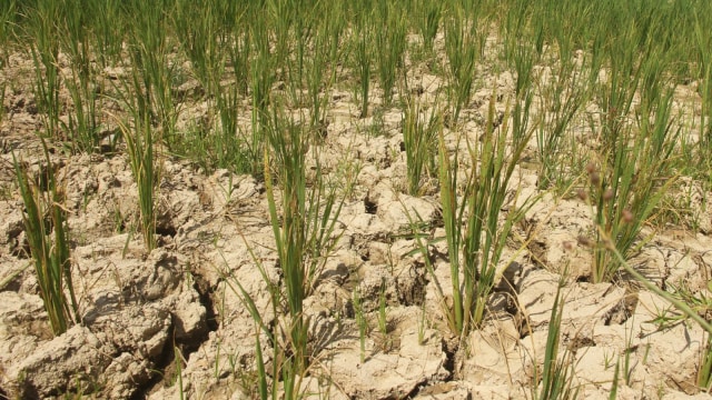Ilustrasi sawah kekeringan (Foto: ANTARA/Syifa Yulinnas)