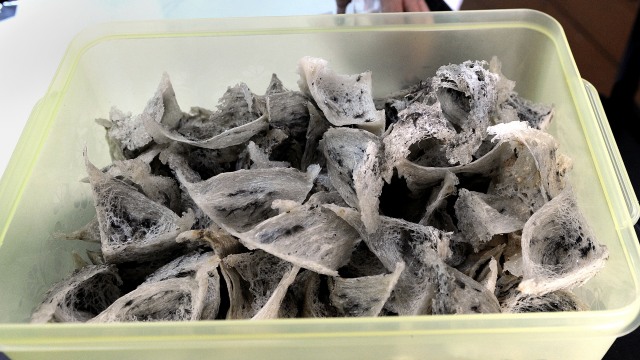 Sarang burung walet. (Foto: AFP/Saeed Khan)