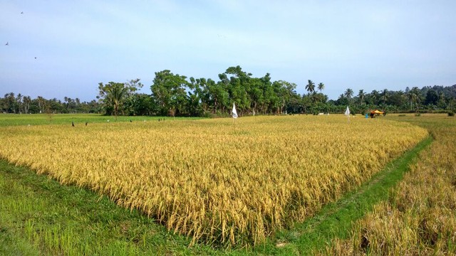 Baru 30 Persen Sawah di Sumatera Barat Pakai Sistem Jajar Legowo