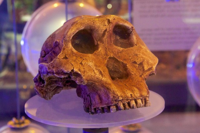 Fosil di Situs Arkeologi Sterkfontein, Afrika (Foto: commons.wikimedia.org)