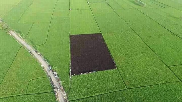 Padi warna ungu di Indramayu (Foto: Instagram @kec.gabuswetan)