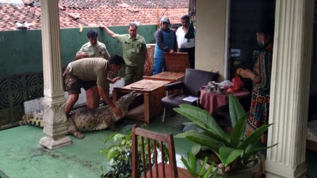 Penyerahan buaya ke BKSDA (Foto: dok: istimewa)