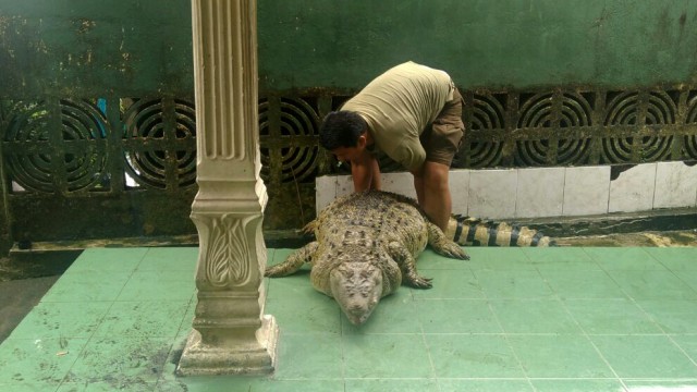 Penyerahan buaya ke BKSDA (Foto: dok: istimewa)