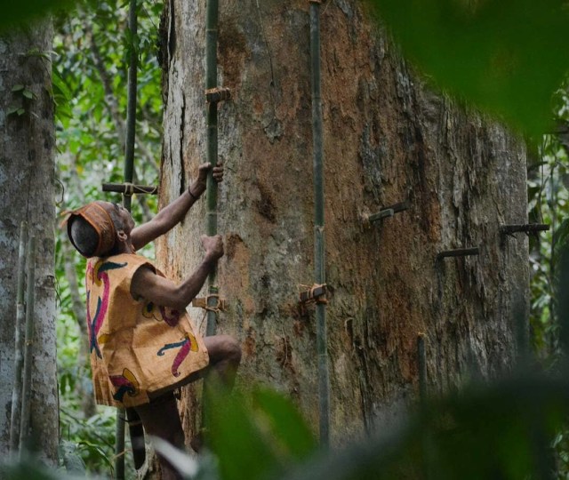 Manjatak, Keterampilan Memanjat Pohon Besar Suku Dayak Tomun