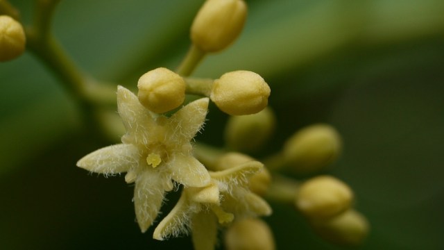 Nothapodytes nimmoniana. (Foto: Dinesh Valke via Flickr)