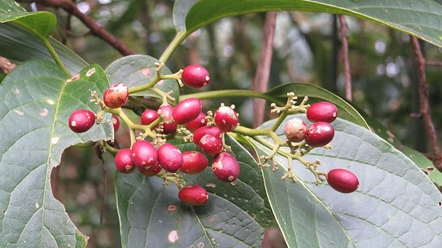 Buah Nothapodytes nimmoniana. (Foto: Vinayaraj via Wikimedia Commons)
