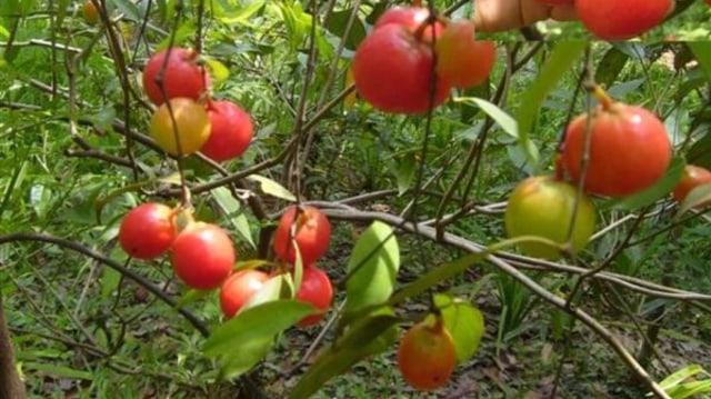 Garcinia cowa Roxb. (Foto: Mongkol Thongrugsa via Facebook)