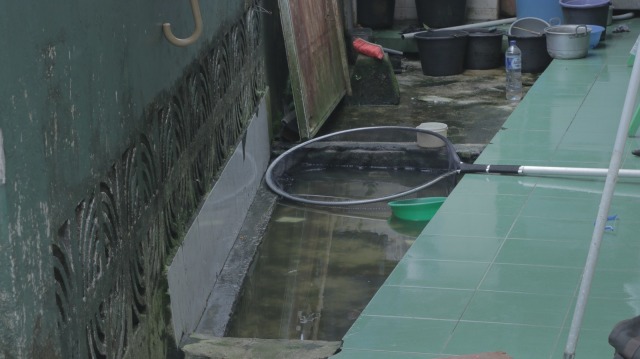 Suasana rumahnya pemilik buaya di Bogor (Foto: Nugraha Satia Permana/kumparan)