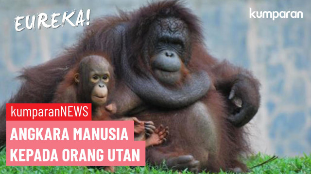 Angkara manusia kepada orang utan (Foto: Prima Gerhard/kumparan)