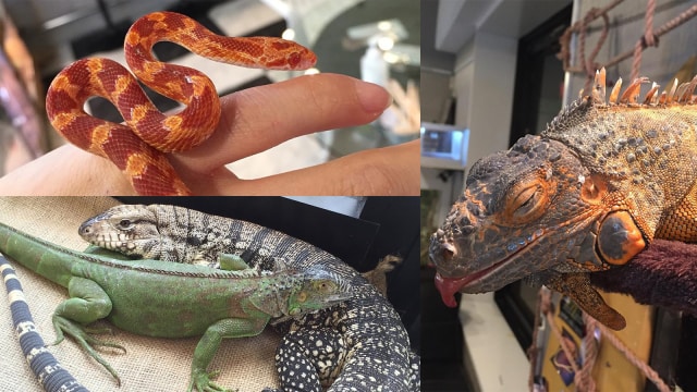 Restoran hewan unik  (Foto:  Instagram @reptilescafe_rockstar )
