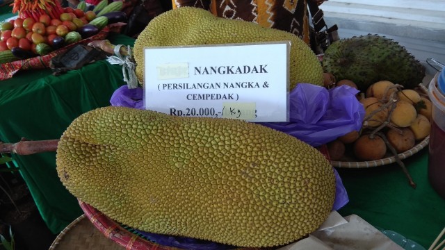 Nangkadak, Buah Persilangan Nangka dan Cempedak