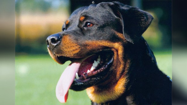 Anjing Rottweiler (Foto: Wikimedia Commons)