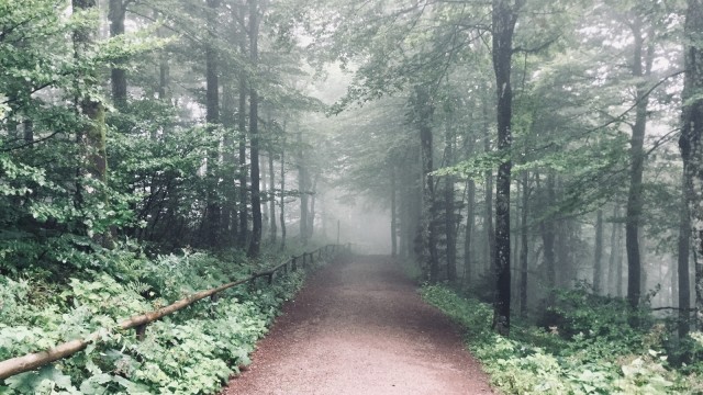 Kawasan Black Forest, Jerman. (Foto: Daniel Chrisendo/kumparan)