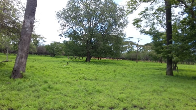 Benda Kece untuk Pergi ke Taman Nasional Baluran Situbondo (3)