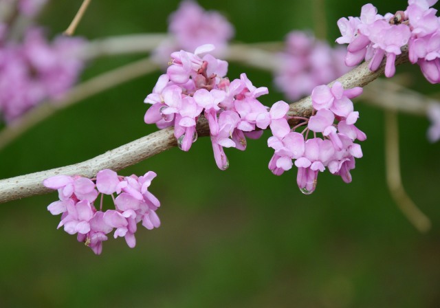 Dekor Imlek  (Foto: Pixabay)