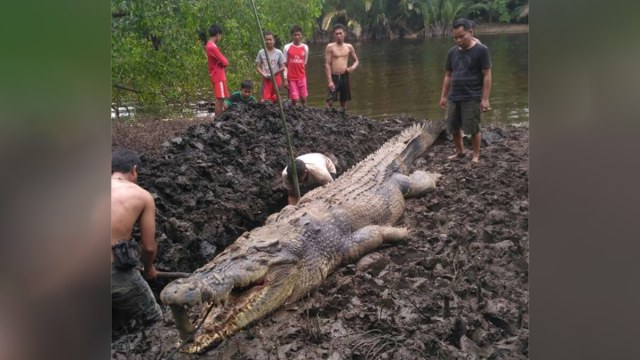 BKSDA Kalteng tangkap buaya pemangsa manusia (Foto: Dok. BKSDA Kalteng)