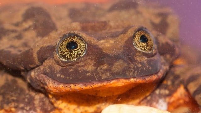 Romeo Kodok Mencari Cinta (Foto: Dok. Amphibian Survival Alliance)