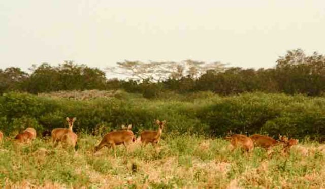 Menikmati Keindahan Taman Nasional Baluran