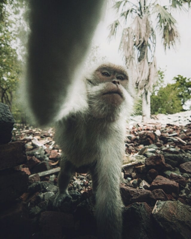 Explore Baluran: Ketemu Monyet Selfie (4)