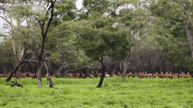 Menyapa Baluran Bersama Gerombolan kumparan (11)