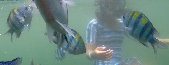 Menjelajahi dan Menikmati Permainan di Bangsring Underwater (5)