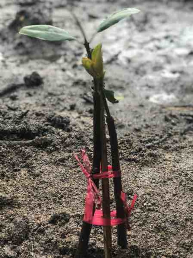 Pesona Alam di Ujung Timur Pulau Jawa, Siapa Menolak Mengunjungi? (5)