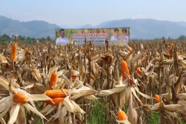com-Jagung di Gorontalo (Foto: Kementerian Pertanian)