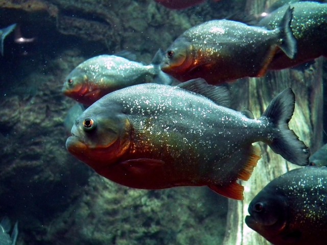 Ikan Piranha (Foto: Pixabay)