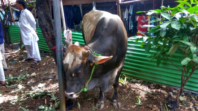 Sandi Potong Sapi di Johar Baru (Foto: Nabilla Fatiara/kumparan)