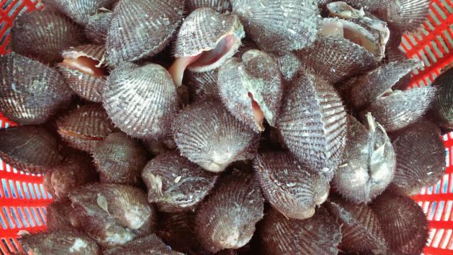 Kerang bulu. (Foto: Flickr @ajoyfineart)