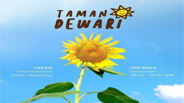 Mengintip Cantiknya Taman Dewari, Kebun Bunga Matahari Baru di Magelang (1)