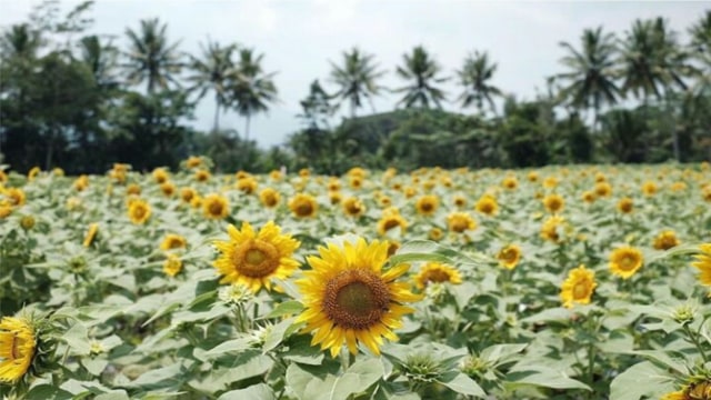 Mengintip Cantiknya Taman Dewari, Kebun Bunga Matahari Baru di Magelang (3)