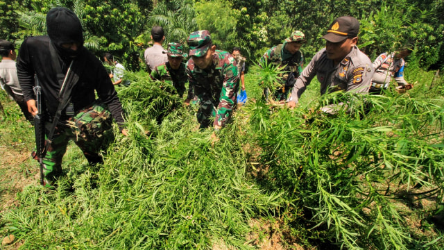 Operasi Ladang Ganja Aceh (Foto: ANTARA FOTO/Rahmad)