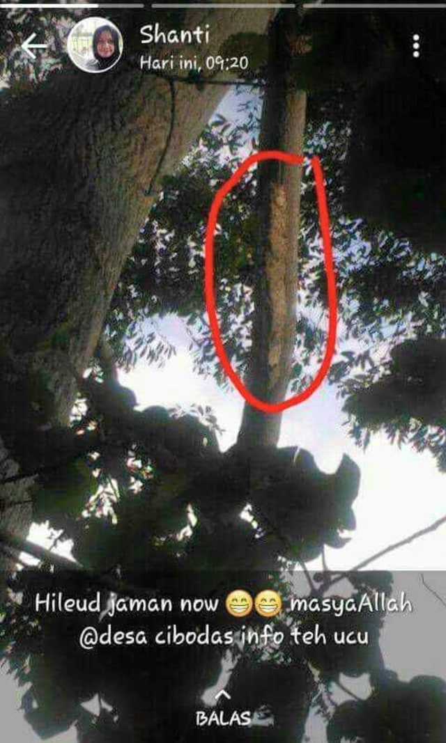 Ulat Bulu Zaman Now, Panjang 1 Meter ditemukan Warga