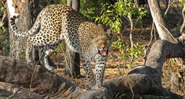 Suaka Margasatwa Cikepuh Jadi Habitat Macan Tutul Jawa