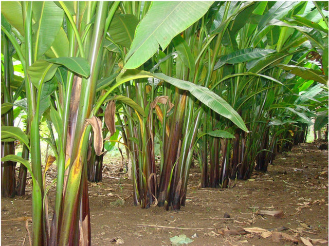 Mata Uang Dollar Berasal Dari Serat Pohon Pisang