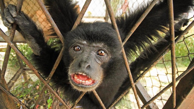 Siamang atau Kera Hitam Sumatera Foto: ANTARA FOTO/Rahmad