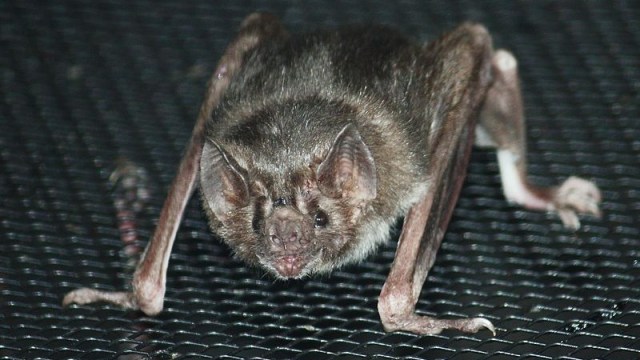 Kelelawar Vampir (Desmodus rotundus). (Foto: Ltshears via Wikimedia Commons)