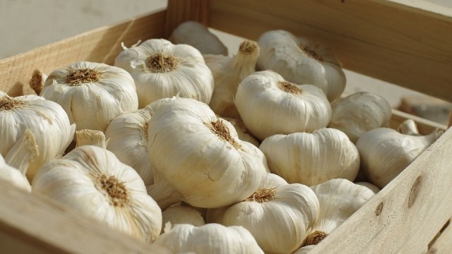 Bawang putih (Foto: Pixabay)